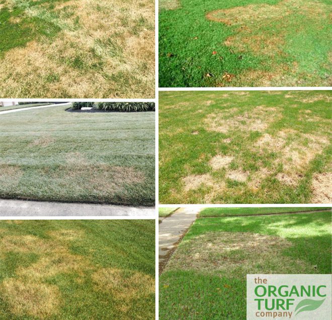 brown patches in grass