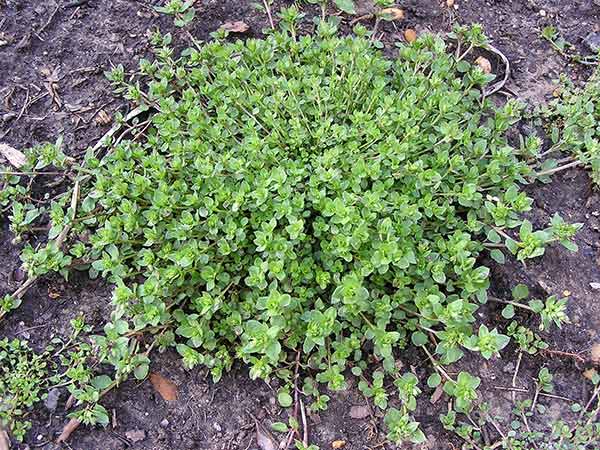 Read more about the article Landscape Bed Maintenance