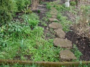 weeds in landscape bed