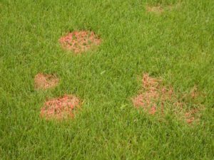 red thread lawn fungus