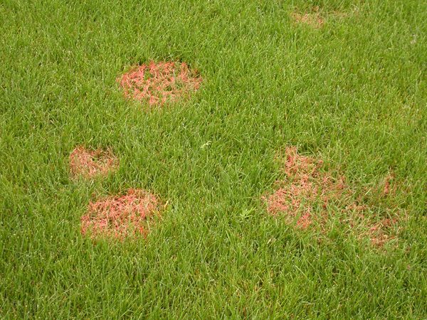 red thread lawn fungus