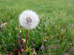 dandelion seeds