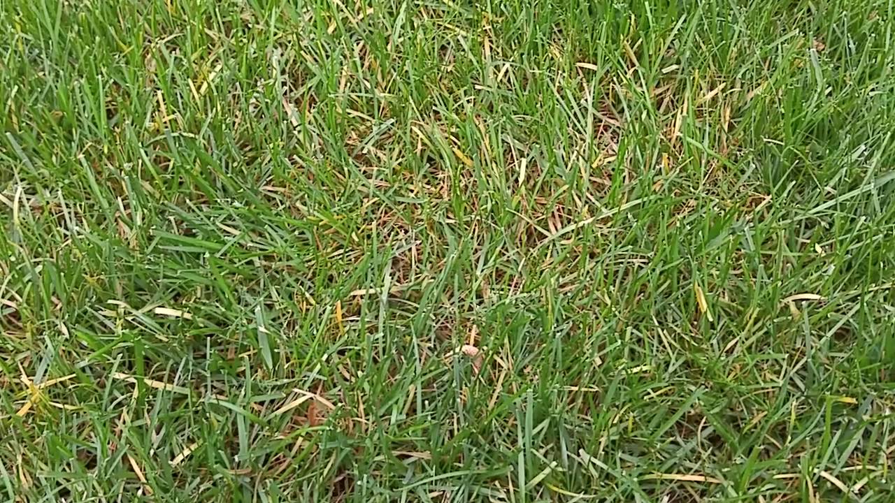 Read more about the article Lawn Rust