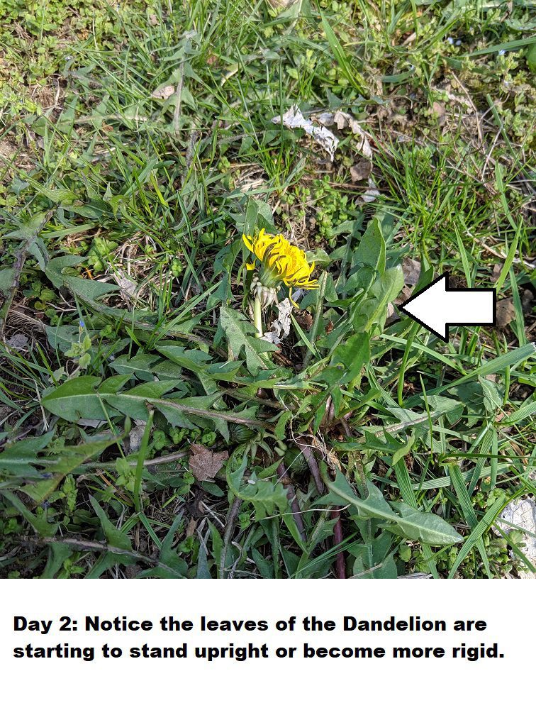 Read more about the article How long does it take for Dandelions to die?