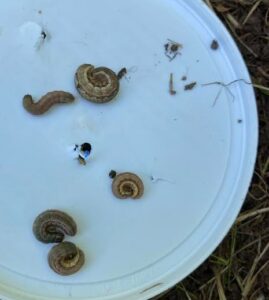 Armyworms in Cincinnati Ohio 
