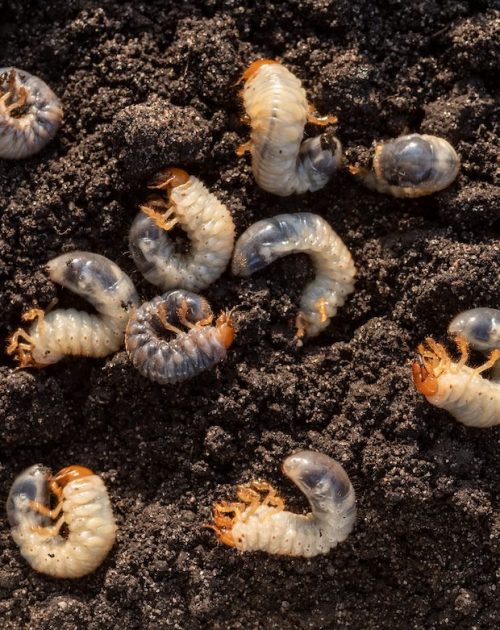 White,Chafer,Grub,Against,The,Background,Of,The,Soil.,Larva White chafer grub against the background of the soil. Larva of the May beetle. Agricultural pest.
