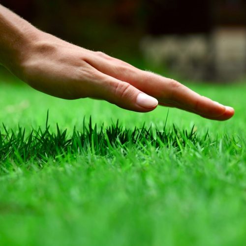 Hand,Over,Green,Lush,Grass Green Grass